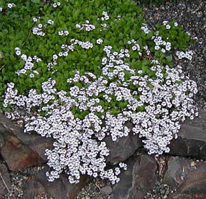 Gypsophila cerastioides