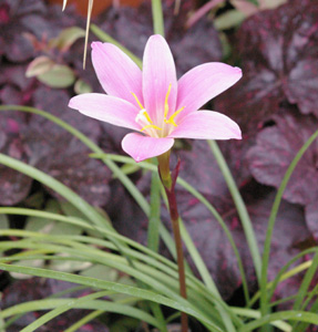 Habranthus robustus