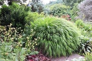 Hakonechloa macra