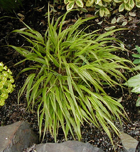 Hakonechloa macra 'Albostriata'