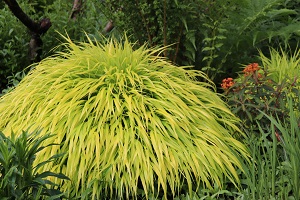 Hakonechloa macra 'All Gold'