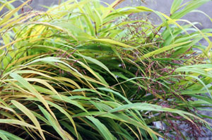 Hakonechloa macra 'All Gold'