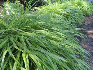 Hakonechloa macra 'Aureola'