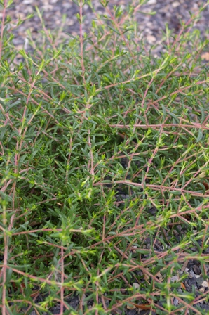 Halimium calycinum
