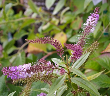 Hebe 'Bicolor Wand'
