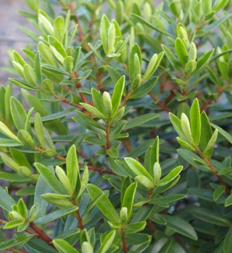 Hebe 'Blue Elf'