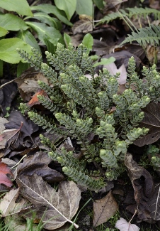 Hebe carnosula 'Mt. Stewart'