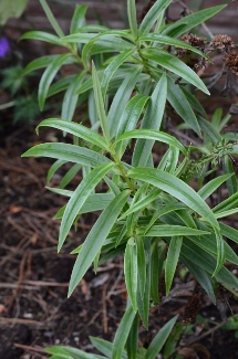 Hebe corriganii