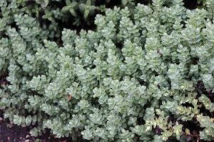 Hebe glaucophylla