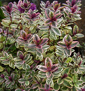 Hebe speciosa 'Tricolor'