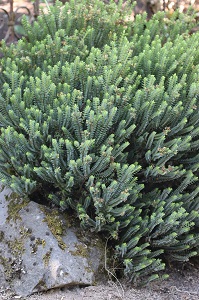 Hebe venustula 'Blue Sky'