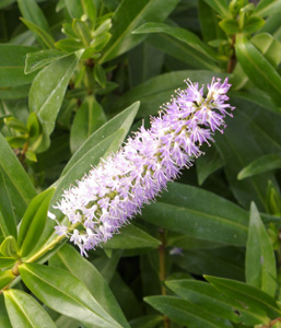 Hebe 'Wiri Grace'