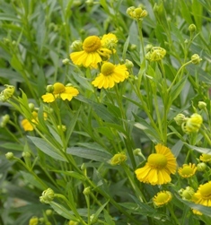 Helenium autumnale 'Butter Pat'