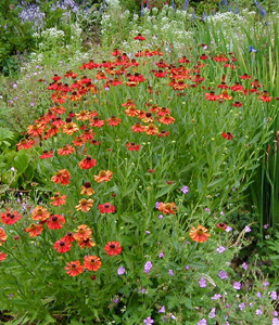 Helenium autumnale 'Moerheim Beauty'