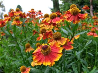 Helenium autumnale 'Rotgold'