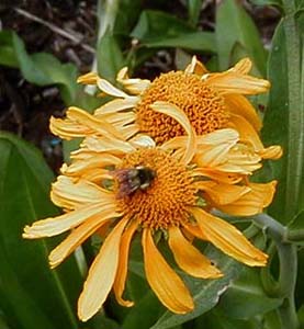 Helenium hoopesii