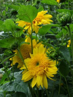 Helianthus multiflorus 'Flore Pleno'