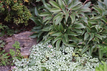 Helleborus argutifolius