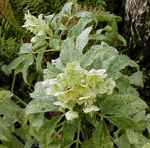 Helleborus argutifolius 'Janet Starnes'