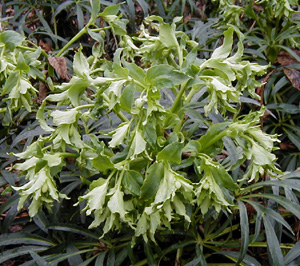 Helleborus foetidus