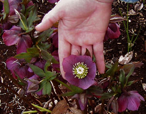 Helleborus hybridus (Dark Parent)