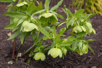 Helleborus hybridus 'Green Flower Strain'