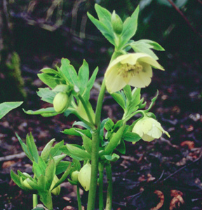 Helleborus hybridus (Yellow Parent)