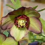 Helleborus hybridus Winter JewelsTM 'Jade Star'