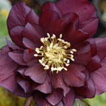 Helleborus hybridus Winter JewelsTM 'Onyx Odyssey''