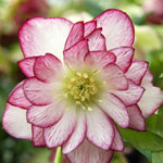 Helleborus hybridus Winter JewelsTM 'Peppermint Ice'