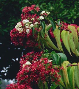 Heptacodium miconiodes