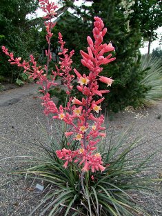 Hesperaloe parviflora
