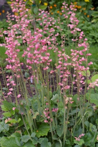 Heuchera 'Chiqui'