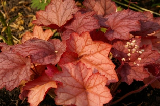 Heuchera 'Georgia Peach'