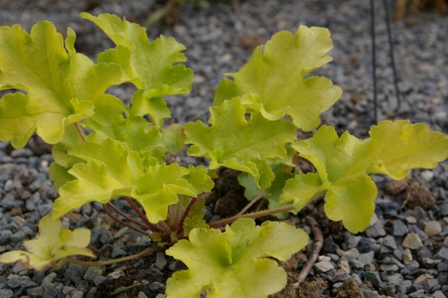 Heuchera 'Lime Marmalade'