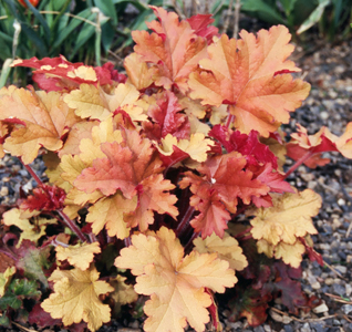 Heuchera 'Marmalade'