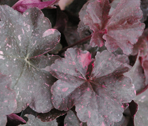 Heuchera 'Midnight Rose'