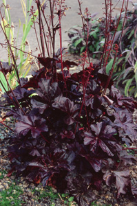 Heuchera 'Obsidian'