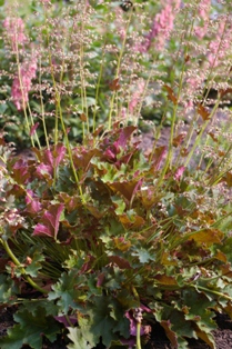 Heuchera 'Sashay'