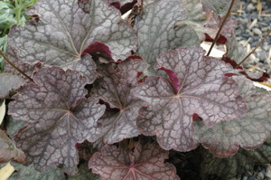 Heuchera 'Velvet Night'