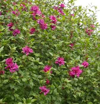 Hibiscus syriacus 'Collie Mullens'