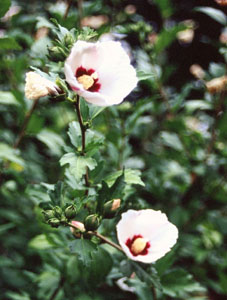 Hibiscus syriacus 'Red Heart'