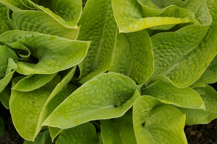 Hosta 'Abiqua Recluse'