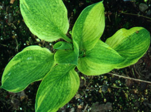 Hosta 'Arctic Circle'