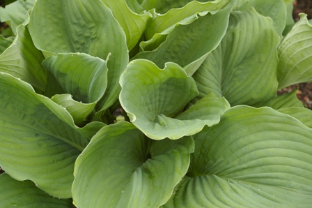 Hosta 'Bell Bottom Blues'