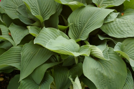 Hosta 'Birchwood Elegance'