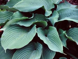 Hosta 'Blue Angel'