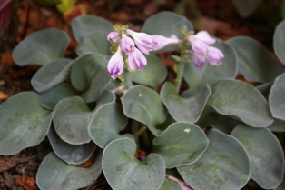 Hosta 'Blue Mouse Ears'