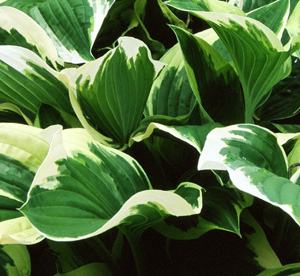 Hosta 'Bold Ribbons'