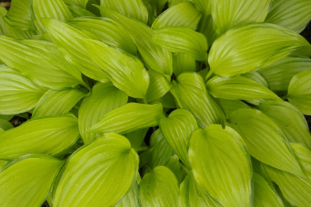 Hosta 'Chinese Sunrise'